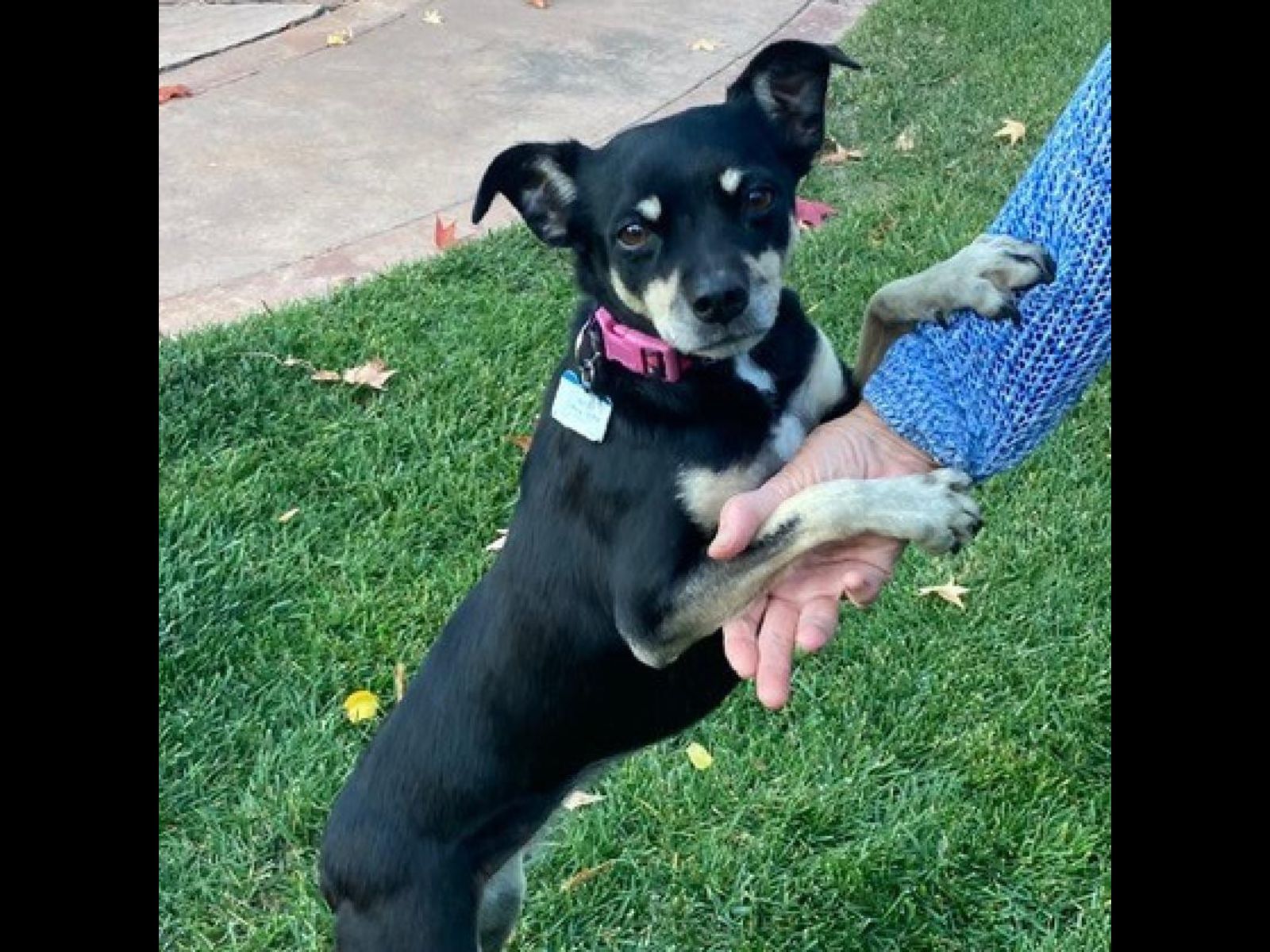 Meet Miss Betty Boo at Tri-Valley Animal Rescue - Pleasanton Weekly