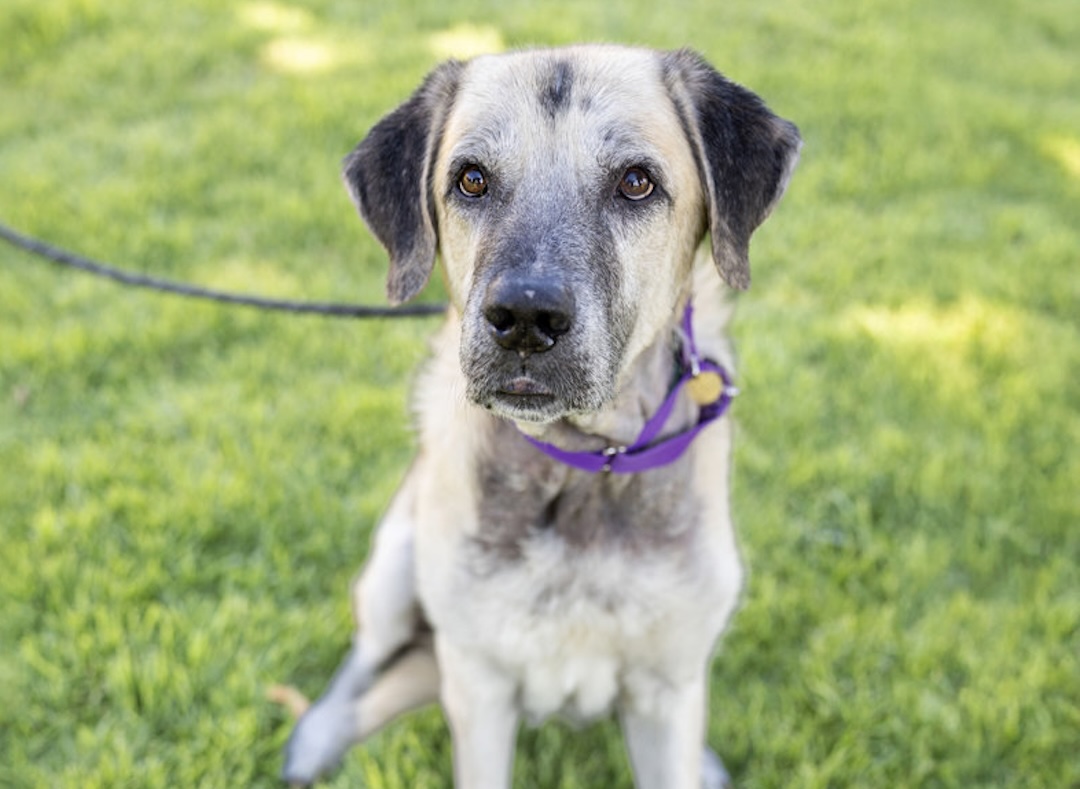 Weekend Dogbert Meet Dogbert from East Bay SPCA in Dublin - Pleasanton Weekly