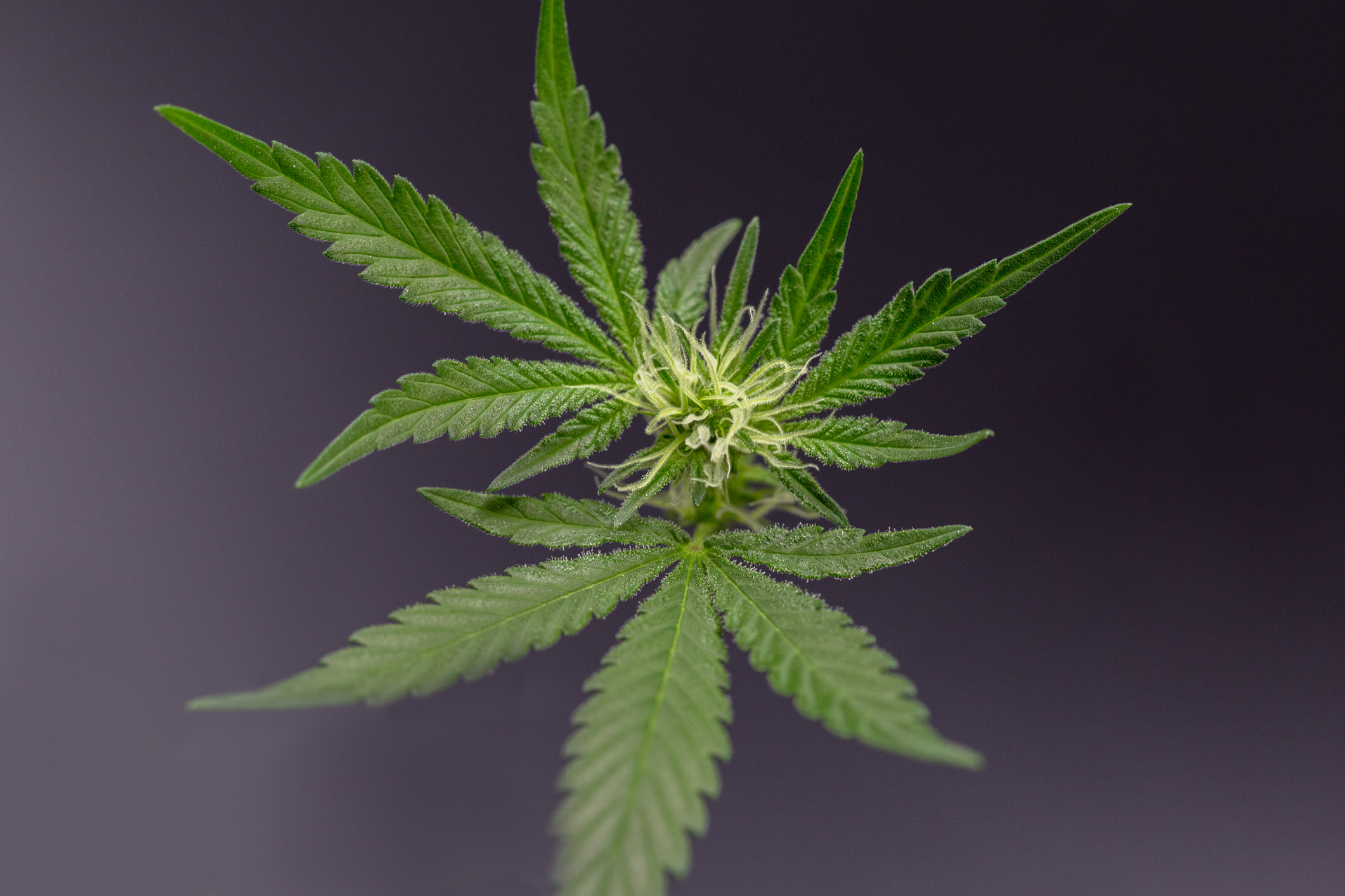 Podcast: Alameda County’s medical director of the Substance Use Continuum of Care on marijuana legalization